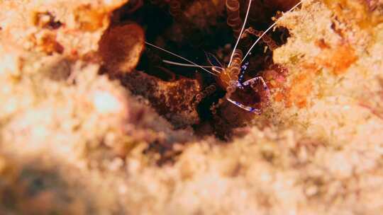 清洁虾，海洋生物，水下，寄生虫