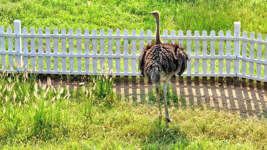 航拍动物园景区鸵鸟动物觅食奔跑绿色草坪
