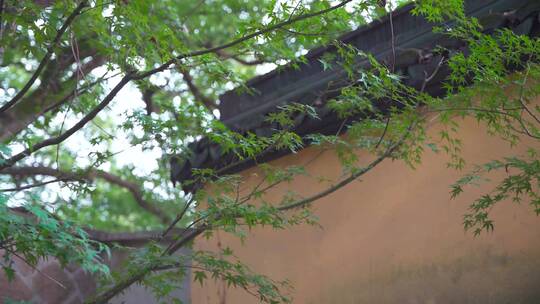 杭州宝石山智果寺旧址4K视频素材
