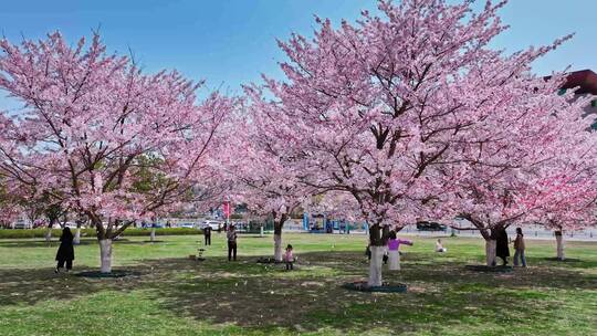 青岛春天樱花城市春天