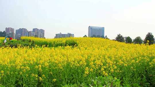 大片黄色油菜花田自然风光全景