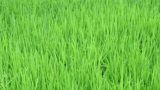 绿色稻田水稻禾苗杂草视频素材模板下载