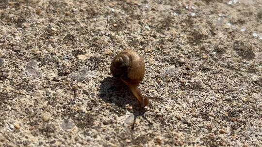 土地上爬行的蜗牛