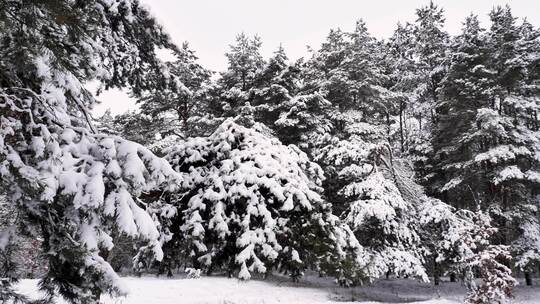 冬季雪林视频素材模板下载