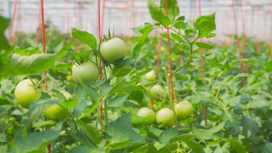 西红柿 番茄 大棚种植 现代农业合集
