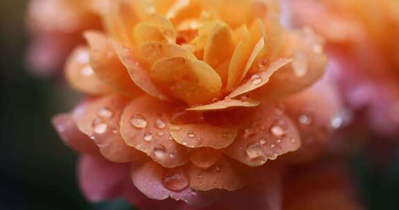 下雨天挂着雨滴的月季花特写