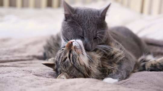 可爱的视频，两只灰色条纹猫之间有温柔的互
