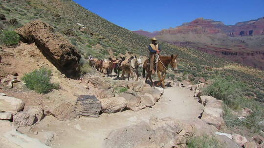 带领驮着货物的马匹走在山间小径上的男人