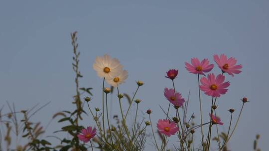 秋天田野微风下的绽放的花朵 路边的野花