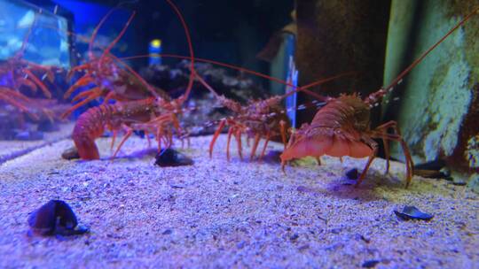 水族馆里的龙虾镜头