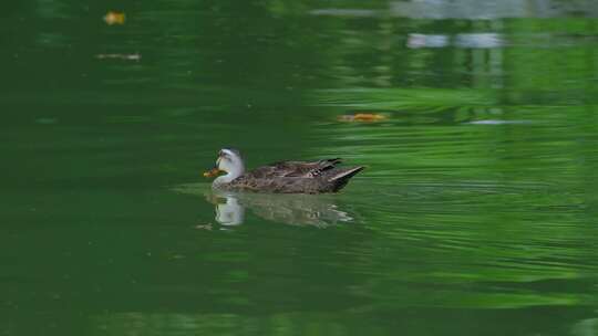 斑嘴鸭在湖面池塘打盹睡觉