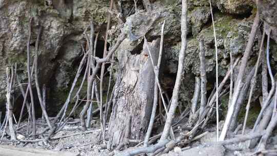 树枝 树枝支山 靠山 山石 石头 大山特写