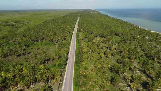 道路和海边椰子树的无人机视图