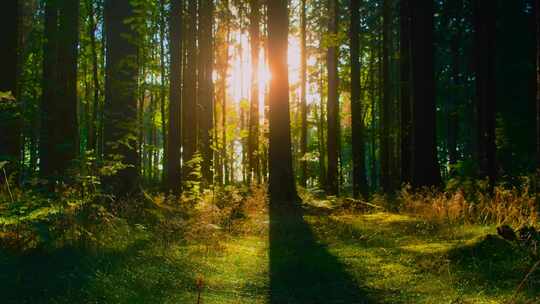 4K-逆光下的森林、阳光照进树林