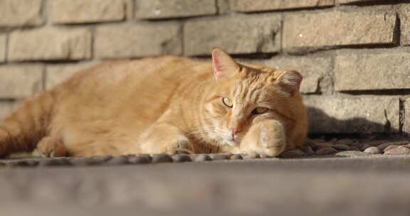 橘猫猫咪小猫在阳光下晒太阳休息