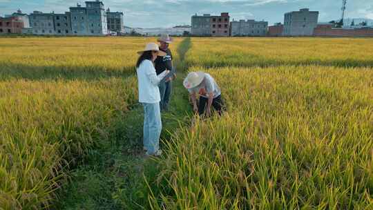 乡村振兴粮食安全大学生学习收割稻谷