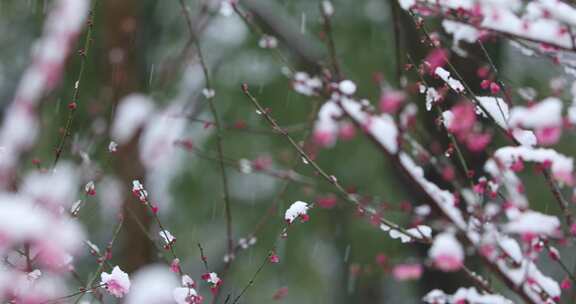 冬季下雪红梅花盛开红梅傲雪