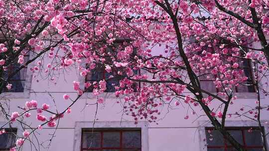 大理大学的樱花