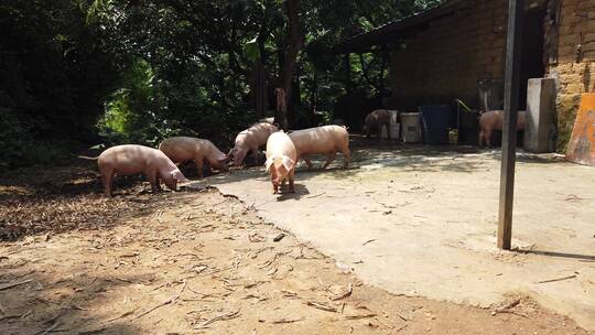 猪 家猪 家畜 散养 土猪 养殖视频素材模板下载