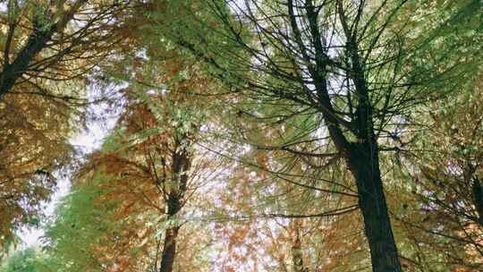 阳光照射中山杉秋天树林低角度仰拍