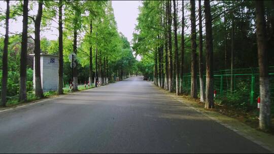 绿树成阴的道路