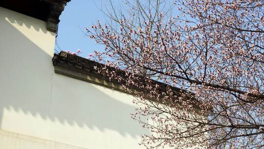 春天江南园林古风屋檐下的杏花树