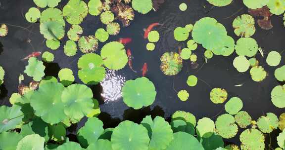 荷花池和锦鲤航拍