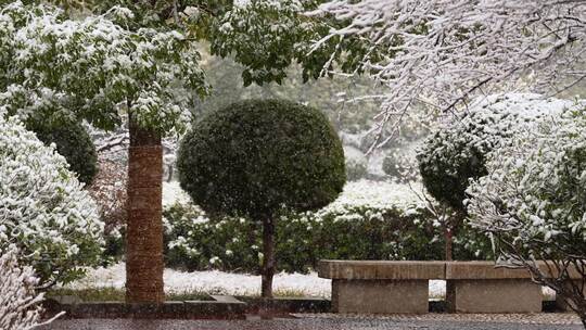 寒冷冬季公园绿化树木大雪空境升格