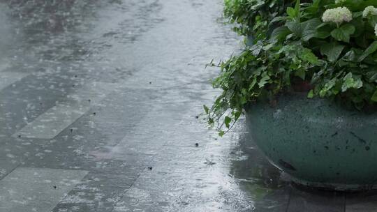 下大雨天放在空地上的一盆绿植