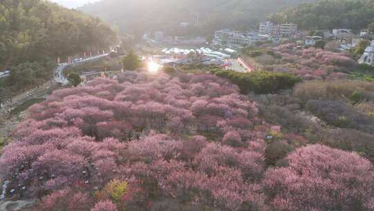 航拍福州荆溪关中村梅花盛开漫山花海红花