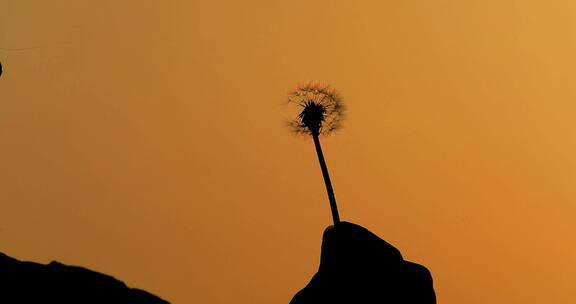 夕阳 吹蒲公英 黄色 蒲公英 调暖视频素材模板下载