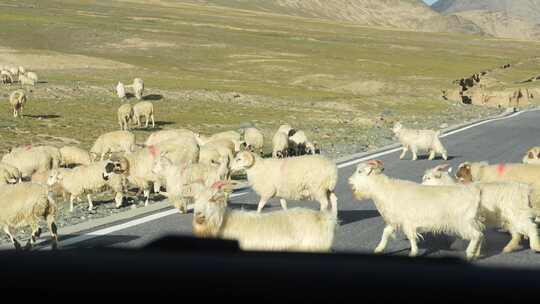 自然保护区过马路的羊群视频素材模板下载
