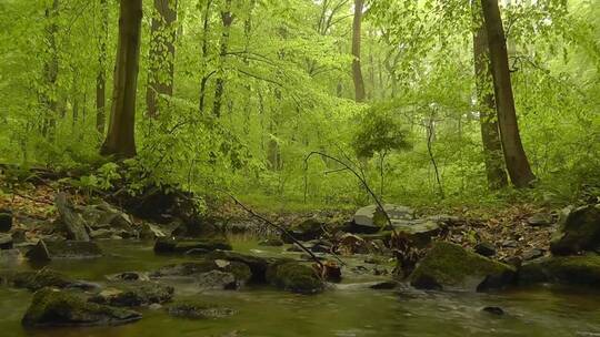 森林深处的河流视频素材模板下载