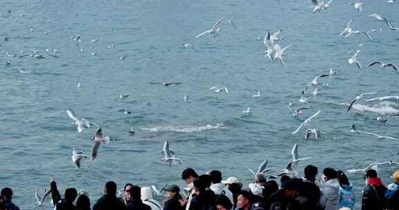 大海海面飞翔的海鸥