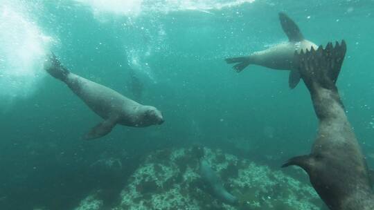 海狮 野生动物 户外 动物 海底