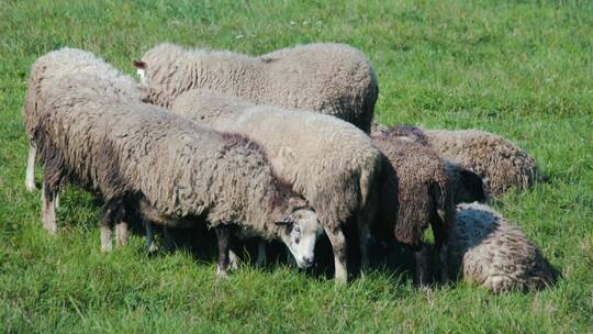 羊群在草地上觅食视频素材模板下载