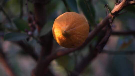 柠檬 柠檬种植 芸香科 柑橘属 水果