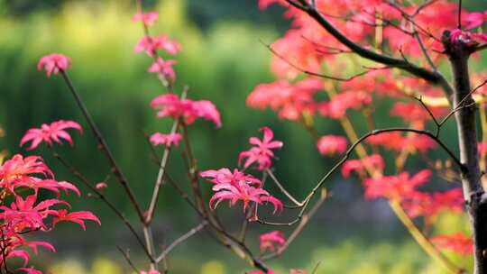 秋天江南园林庭院中的红色枫叶