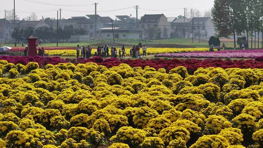 户县祖庵重阳宫菊花航拍