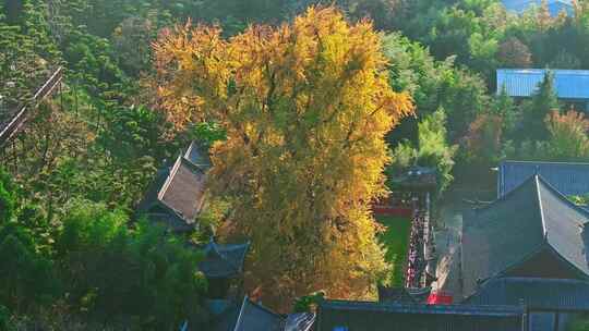 古观音禅寺银杏树秋景