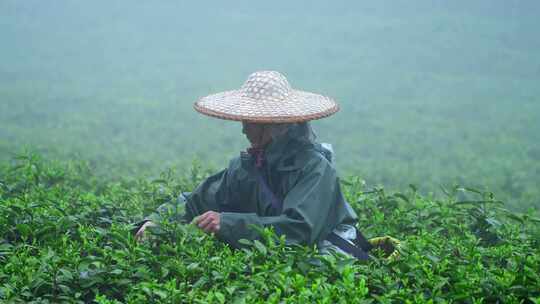 茶农采茶春茶白茶绿茶茶叶毛尖手工茶采茶