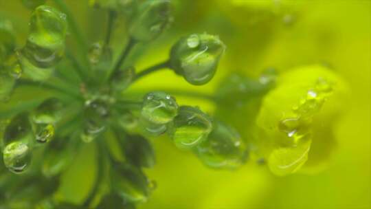 下雨植物油菜花露水雨滴微距特写空镜头