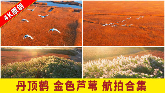 红海滩丹顶鹤飞翔金色芦苇湿地飞鸟鸟群迁徙