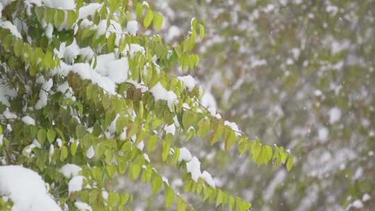 中国东北冬季大雪中的树绿叶植物