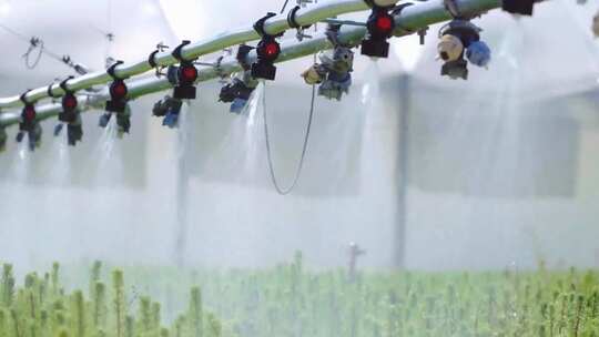 现代农业大棚自动洒水喷灌视频素材模板下载