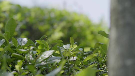 茶叶 茶场 茶山 南方茶场 绿茶 百叠岭