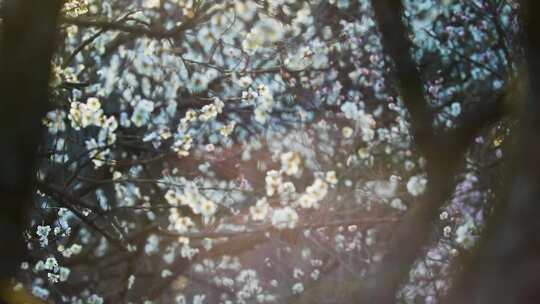 早春白梅绿梅盛开唯美空镜