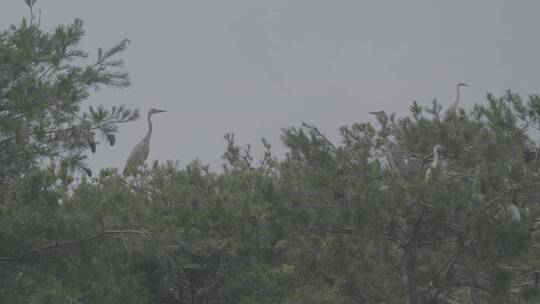 苍鹭栖息地LOG视频素材