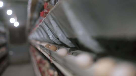 蛋鸡养殖蛋鸡养殖 现代化养鸡厂视频素材模板下载