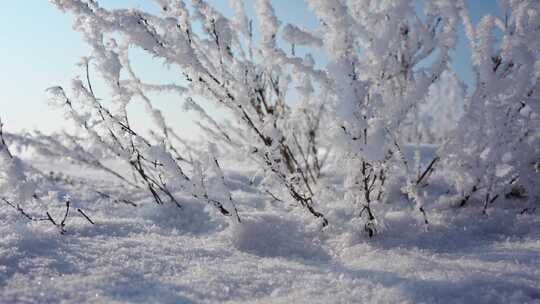 冬天雪地雾凇唯美空镜